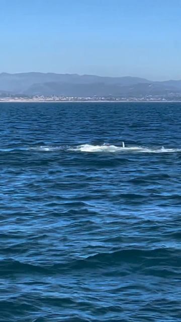 Happy juvenile Humpback whale breaching and tail slapping today! 🐋💦🐋💦🐋💦 Video by deckhand Otto смотреть онлайн