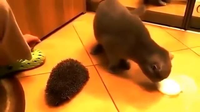 Ежик и кот, это надо видеть! смотреть онлайн