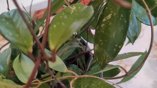 Цветение Хойи Публикалис ( Hoya Carnosa Publikalis ).            3 апреля 2024 г.