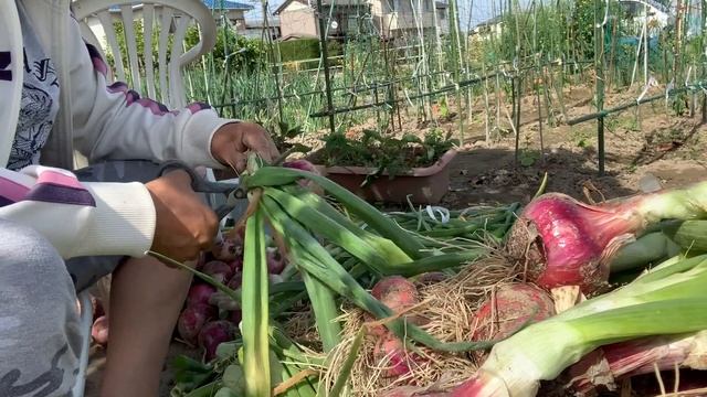 Part 2 Cutting Big Onions Leaves ✂️🧅🧅🧅🇯🇵