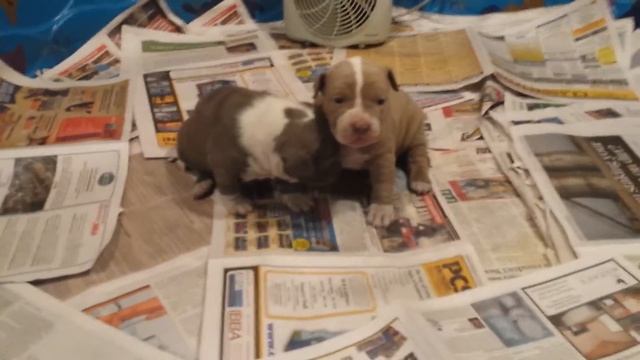 Kuzo x bolt 2.5 weeks female a and c смотреть онлайн