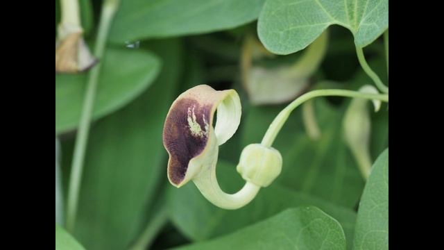 ウマノスズクサ開花
