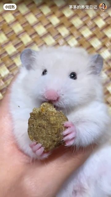 hamster life видео на 109000 часов просмотров #hamsters #shorts смотреть онлайн