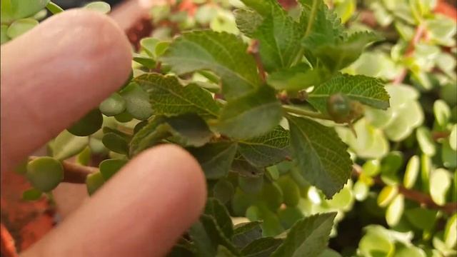 how to collect the seeds of lantana 🪴 plant смотреть онлайн