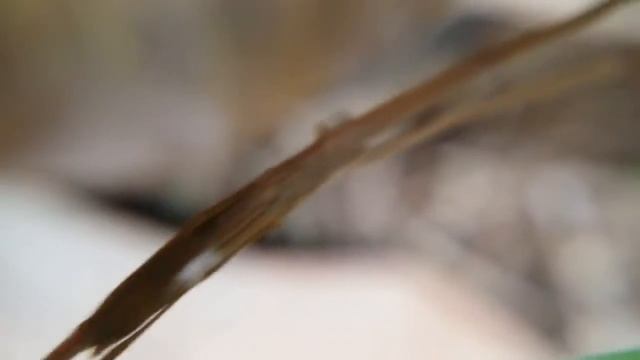 Singapore Bugs A Stick Spider Macro Video tetragnatha caudata смотреть онлайн