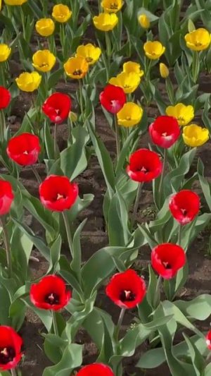 Алматы. Тюльпаны на Новой Площади. Апрель 2022. Казахстан. Almaty. Kazakhstan. Spring 2022