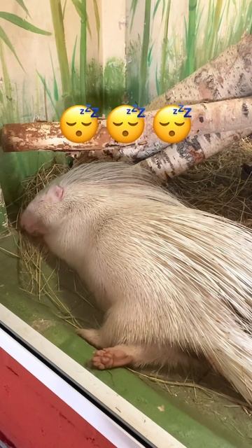 Все мы хотим побыть этим дикобразом 😅 #екб #екатеринбург #зоопарк #дикобраз #сон #милота смотреть онлайн