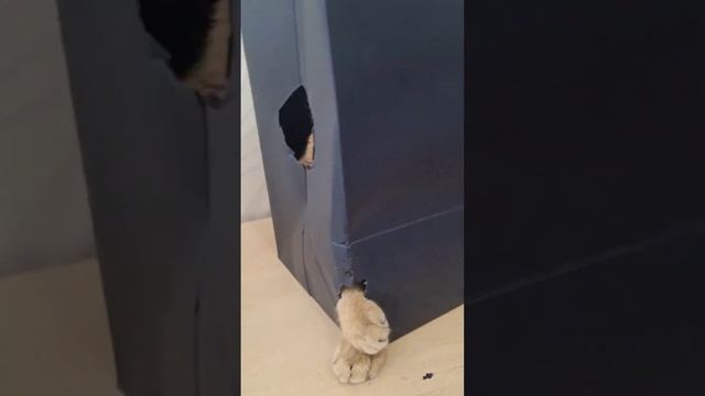 #cat Игры котодеток Позитив от 😻 Марселя #котютуба #cute #kittengames смотреть онлайн