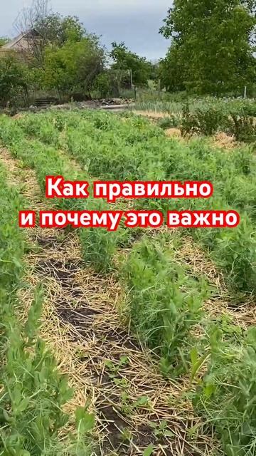 Собрать 4-5 урожая за сезон Хитрук Елена Украина #огород#севооборот#урожай2024#украина#хитрукелена смотреть онлайн