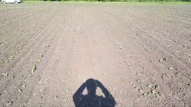 перший обзор соняшника🌻🌻🌻 ,,Саксон".Від компанії Еліта Селект смотреть онлайн