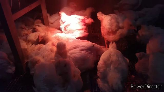 Ириска на Камеру зевнула😂😂😂 И Обзор Цыплят и Октябрят 🐤🐤🐤 смотреть онлайн