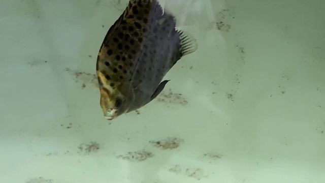 How to keep Scat fish (Kikiro) an intro смотреть онлайн
