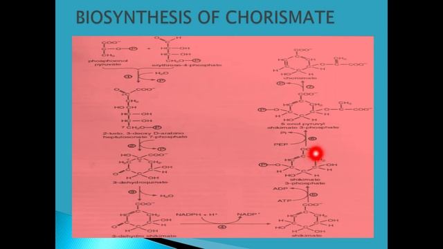 PROTEINS-IV, Biosynthesis of Amino Acids (III) смотреть онлайн