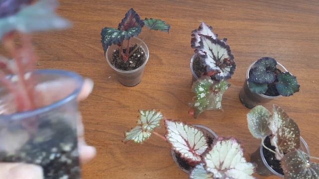 АКЦИЯ. ПРОДАЮ НАБОРЫ БЕГОНИЙ ПО ПРИВЛЕКАТЕЛЬНОЙ ЦЕНЕ. смотреть онлайн