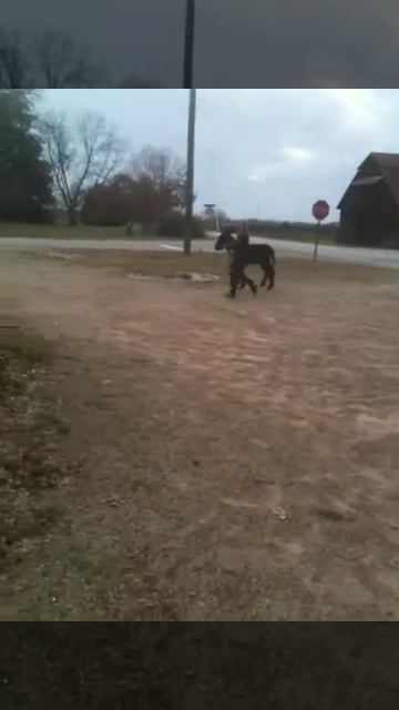 Poitou Donkey смотреть онлайн