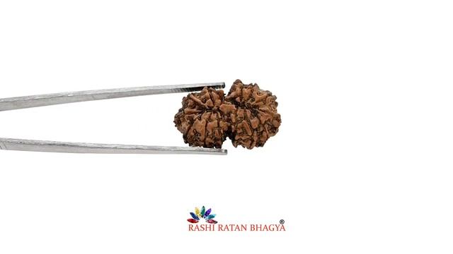 14 Mukhi (Fourteen Mukhi) Gauri Shankar Rudraksha IGL Certified 31.52 M.M. - GS14M128423152 смотреть онлайн