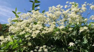 Клематис Поль Форгез. Самый высокорослый клематис! Спрашивайте каталог на вацап 89193271772