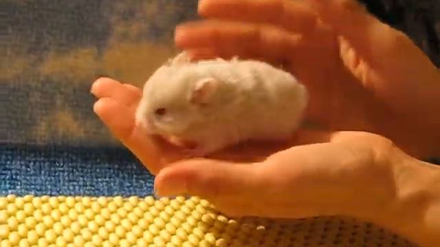 Флаффи Флауэ Гёрл Кёрли смотреть онлайн