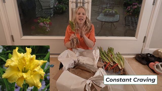 Unbelievable Daylily Unboxing! смотреть онлайн