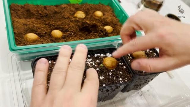 Как вырастить цикас из семян? Делимся опытом 🌱 смотреть онлайн