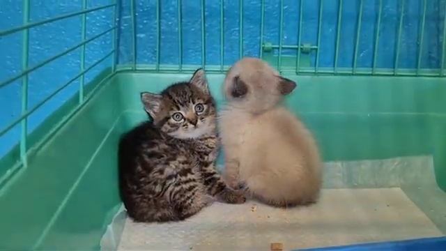 Котята, спасенные из зарослей возле Дона смотреть онлайн