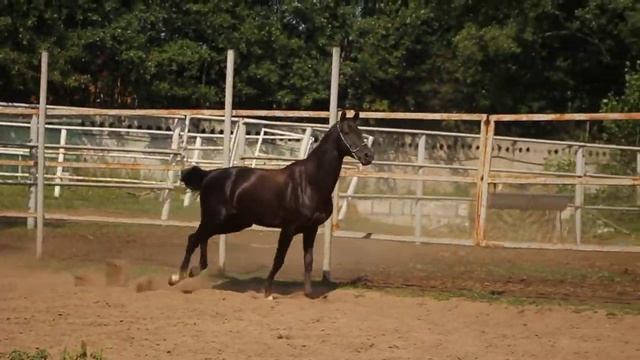 Продажа ахалтекинских лошадей.Sales of Akhal-Teke horses http://akhaltekellc.com смотреть онлайн