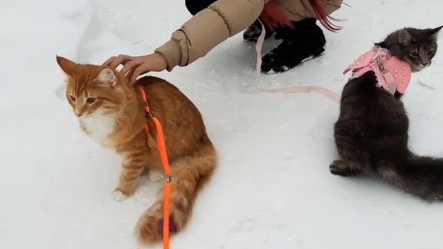 ❄The first winter wark. ❄Первая зимняя прогулка котят. смотреть онлайн