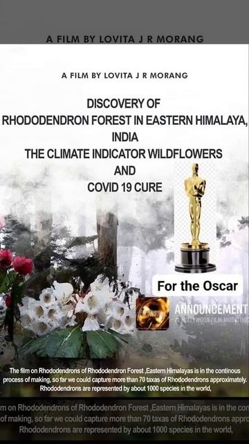 Oscar! Rhododendron Forest goes for the Oscar 🌻🧜📹🎥🎬📽️📽️❤️❤️✨✨ смотреть онлайн