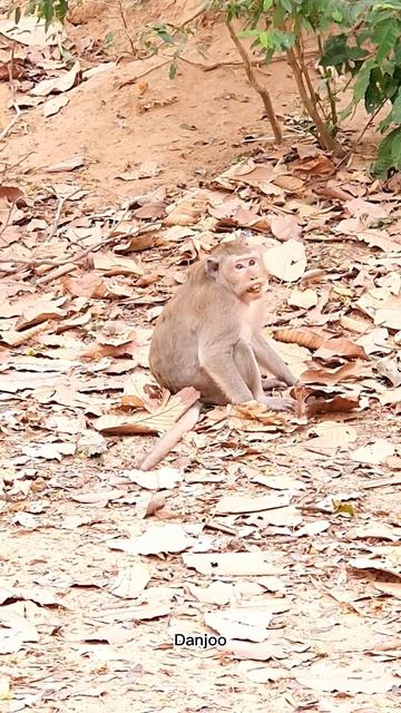 #Monkeys #ASMRMongkey #Monkeyeating #Веселая Обезьяна #Обезьяна ест / #Обезьяны #shorts смотреть онлайн