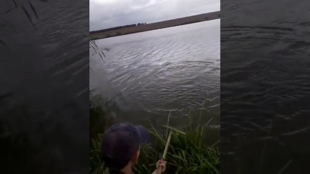 вываживаем Карпа на 3 кг смотреть онлайн