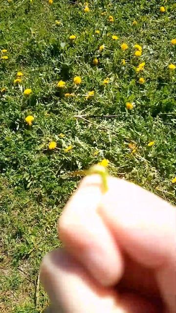 туториал по отрыванию головки одуванчика смотреть онлайн