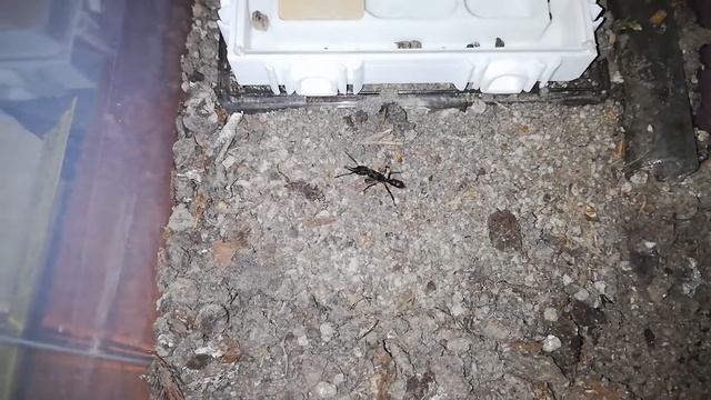 Harpegnathos venator takes soil to a new 3D nest смотреть онлайн