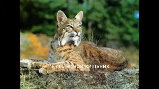 хищный мир смотреть онлайн