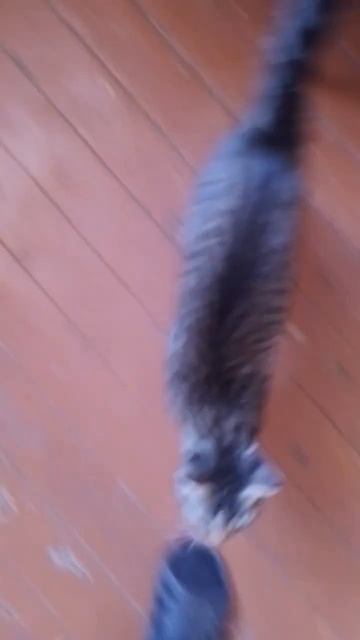 Реакция на голос кошки.