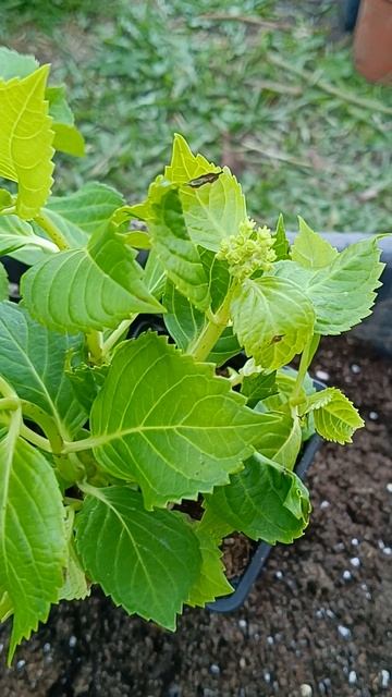 Крупнолистные гортензии смотреть онлайн