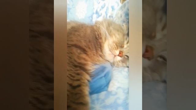 МИЛОТА🐈💓😸 #cat #cats #catlife #funny #коты #кошки #funny