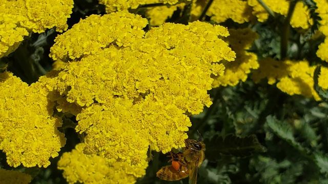 National Pollinator Week 2022: Progress for Pollinators смотреть онлайн