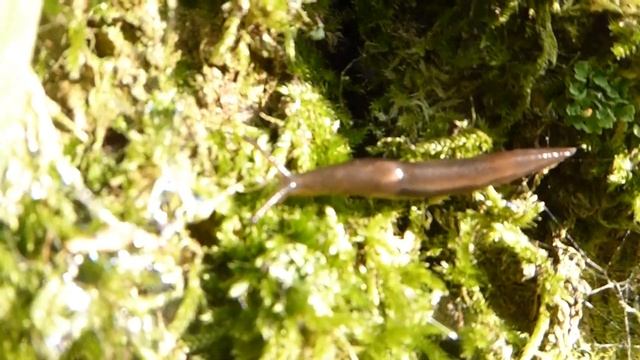 Leopard Slug, Limax maximus, Clinge, ZL, the Netherlands, 10 May 2024 смотреть онлайн