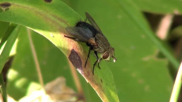 Tachinid Fly (Tachinidae: Archytas) On Leaf