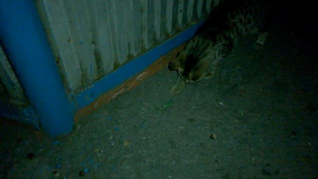 Кошка поймала богомола и давай с ним играться Pro смотреть онлайн
