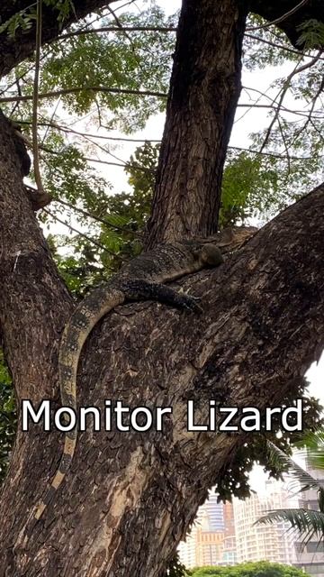 Why Are There So Many Monitor Lizards in Bangkok, Thailand??? смотреть онлайн