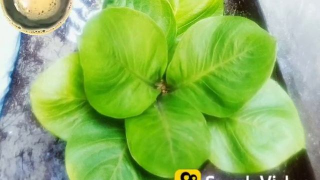 Biji cobra katalog.. смотреть онлайн