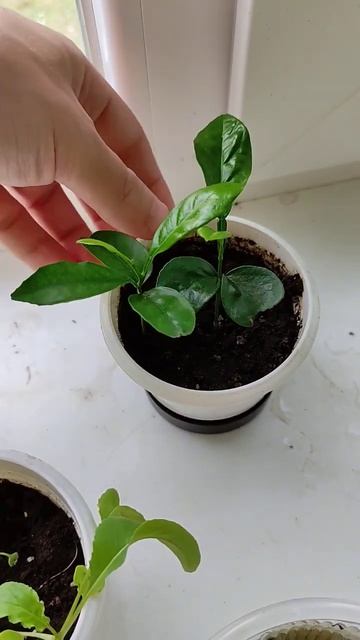 Посадил Косточку от Мандарина. И вот что выросло за 3 Месяца смотреть онлайн