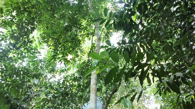Belize Watch   Aurora Saqui Medicinal Garden   April 6, 2023