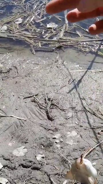 ПЛОТВА ПОШЛА! #shorts #fishing #рыбалка смотреть онлайн