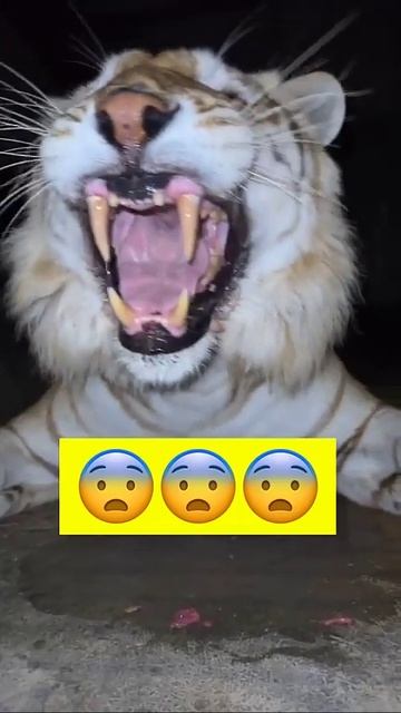 Golden tiger snarl смотреть онлайн