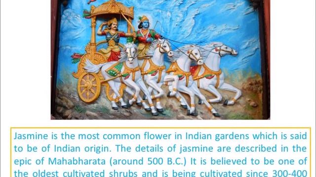 Udupi Mallige | GI-TRIPS | The World's best Jasmine Fragrance | The Temple City | Udupi Cuisines смотреть онлайн