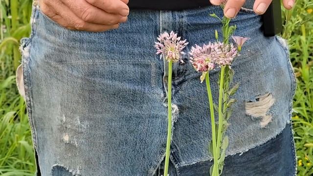 Growing Garlic From True Seed смотреть онлайн