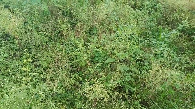 மூக்குத்தி பூண்டு ஒரு தேவையற்ற கலை mukuthi poo chedi plant is not user friendly for the farming смотреть онлайн