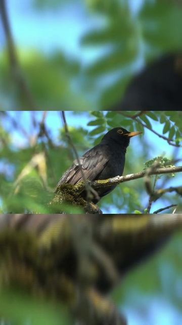 Blackbird nice voice#shorts смотреть онлайн
